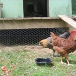 img_1303 Chicken coop