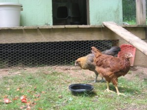 Chicken coop